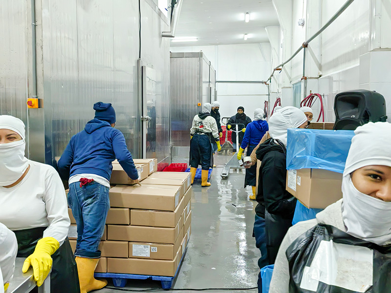 مجمد (فريزر) سريع بالمحلول الملحي بسعة 2000 كجم/ساعة لتجميد الروبيان – الإكوادور