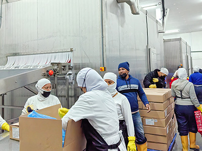 مجمد (فريزر) سريع بالمحلول الملحي بسعة 2000 كجم/ساعة لتجميد الروبيان – الإكوادور