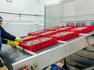 مجمد (فريزر) سريع بالمحلول الملحي بسعة 2000 كجم/ساعة لتجميد الروبيان – الإكوادور